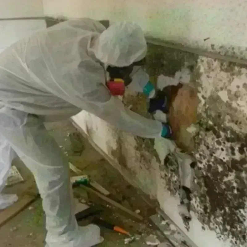 Mold Remediation and Removal in Jonestown, TX